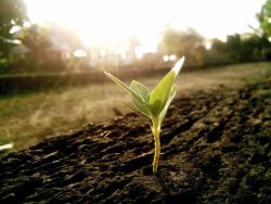 timac-agro-nutricion-vegetal-animal