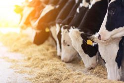 nutrition animale