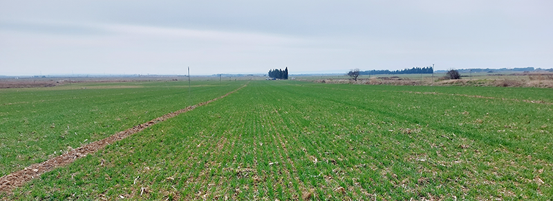 abonado de fondo, estrategia clave en el cultivo del ceral