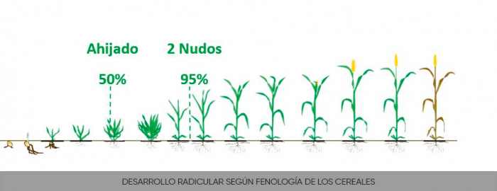 Desarrollo radicular, fenologia cereales