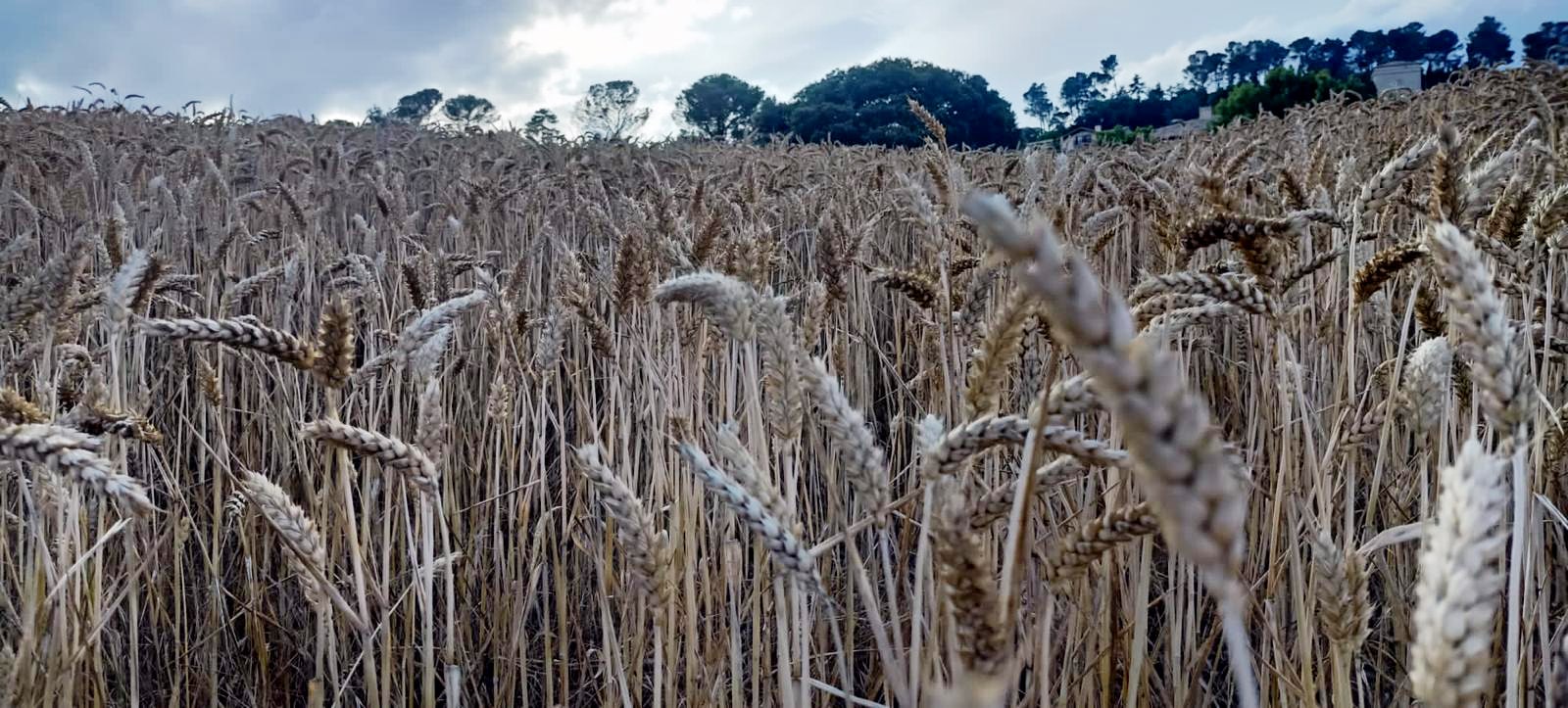 Cambio climático agricultura