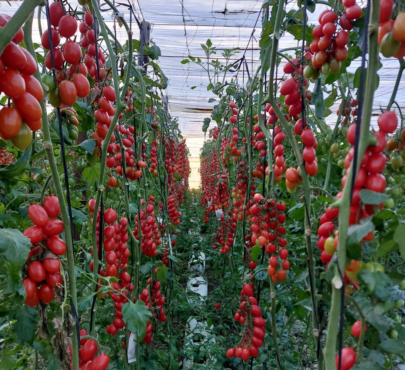 Hortícolas Almería