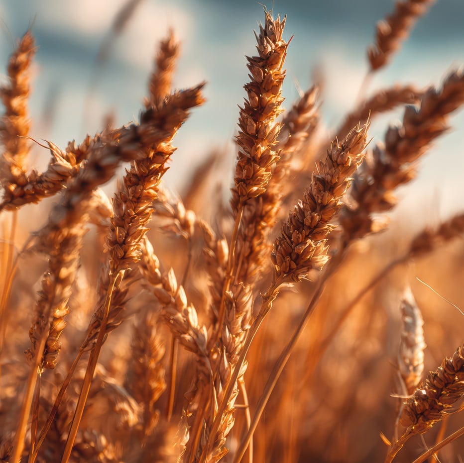 TIMAC AGRO- Intermalta