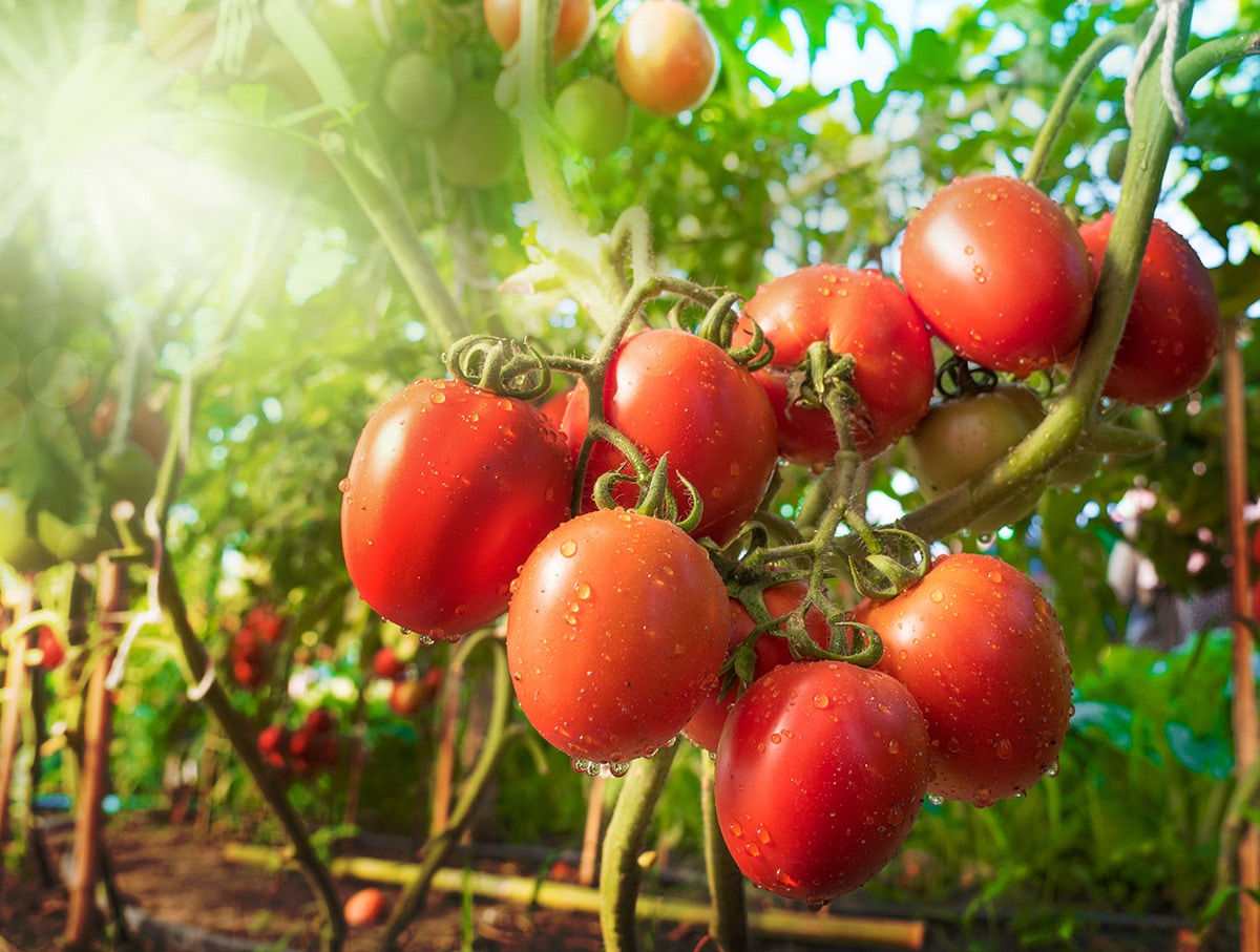 Cultivo de árboles frutales