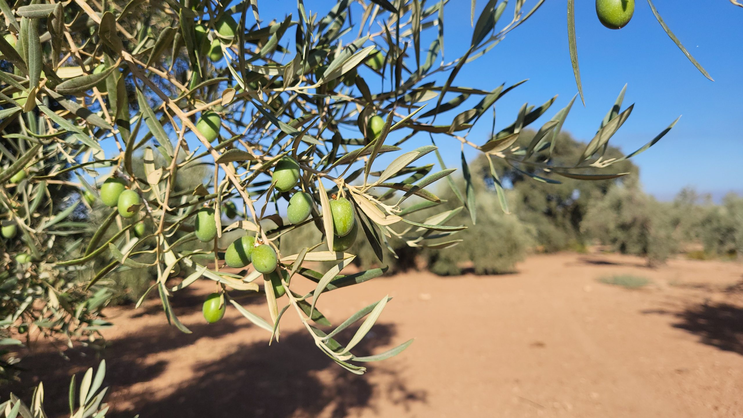 Olivo