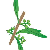 crop step 5
