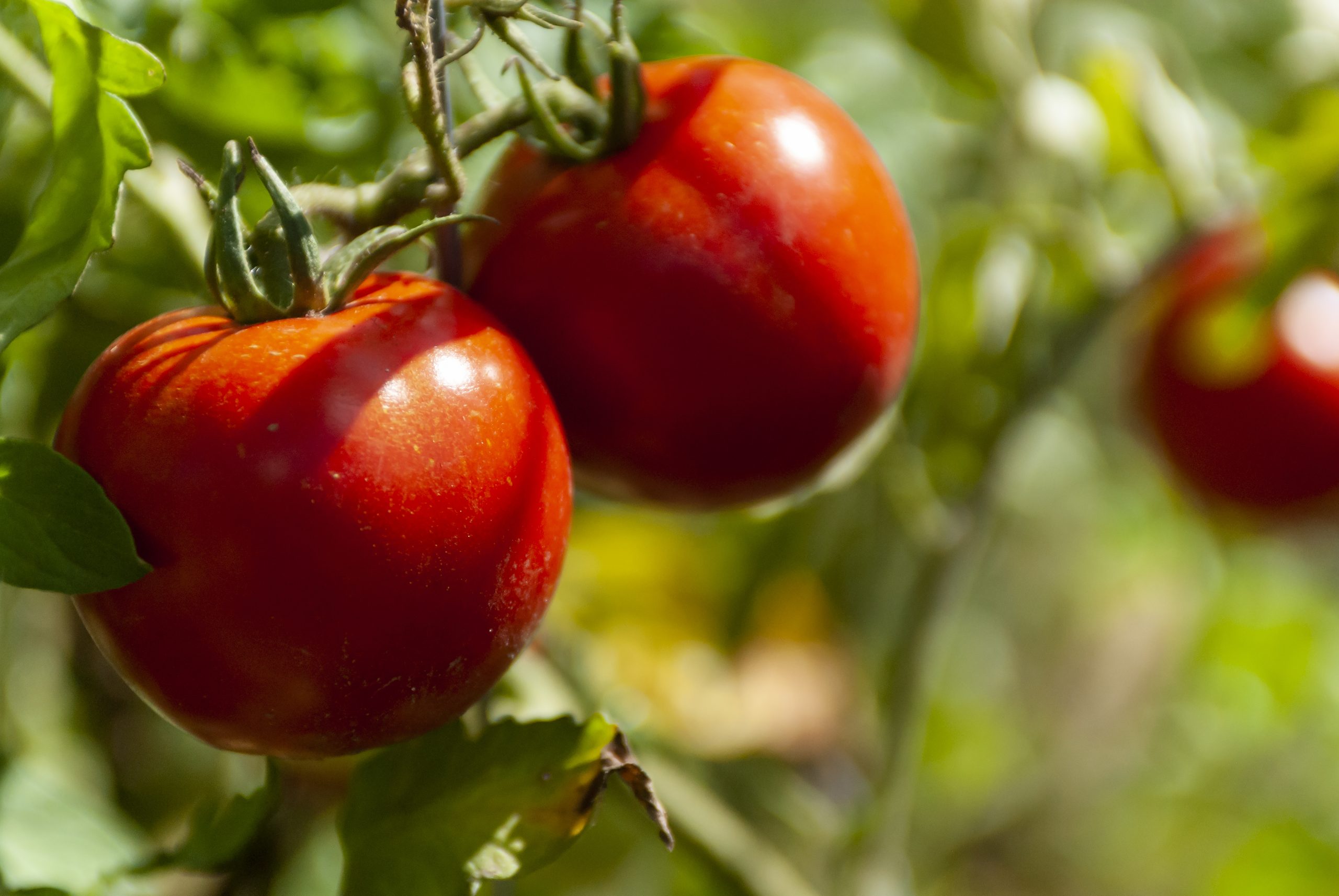 Hortícola Fruto