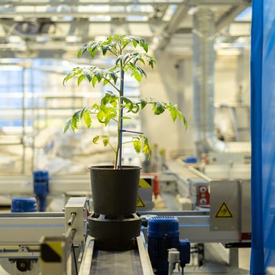 tomato-seedling-timacagroflag-cmi
